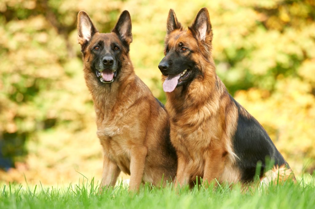 two german shepherd