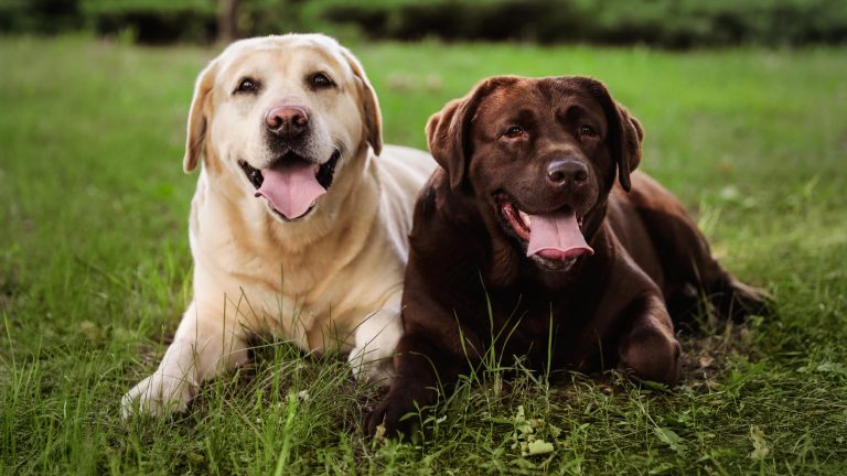 two labrador dogs