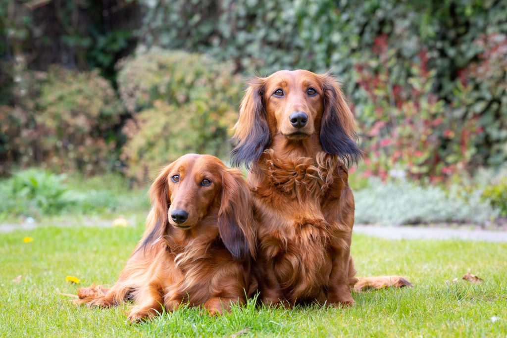 two long haired dachshund