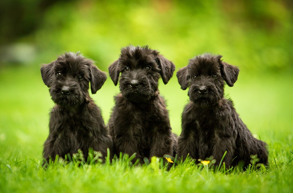 3 giant schnauzer puppies