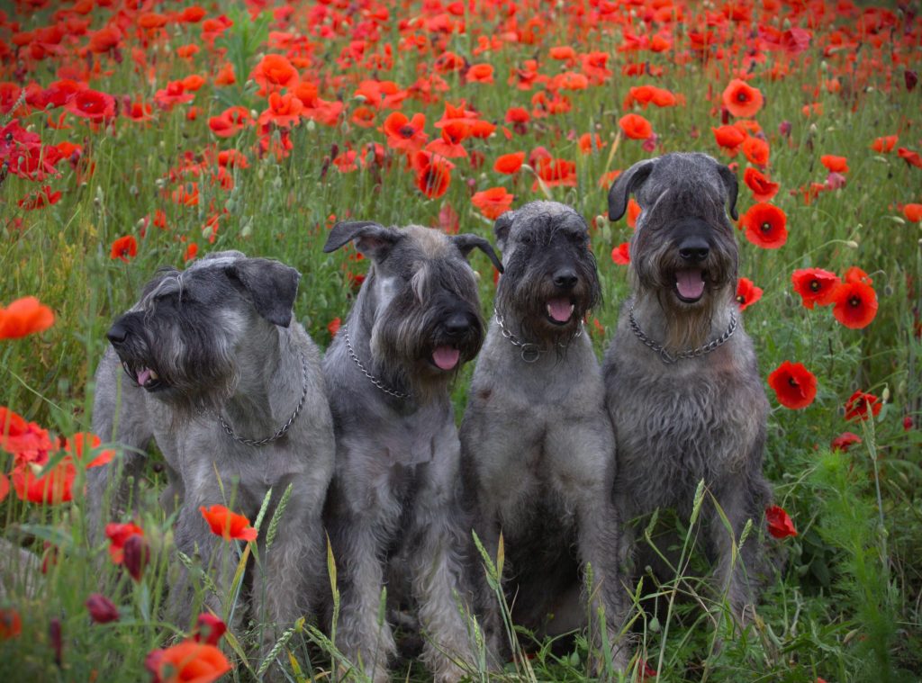 4 giant schnauzer