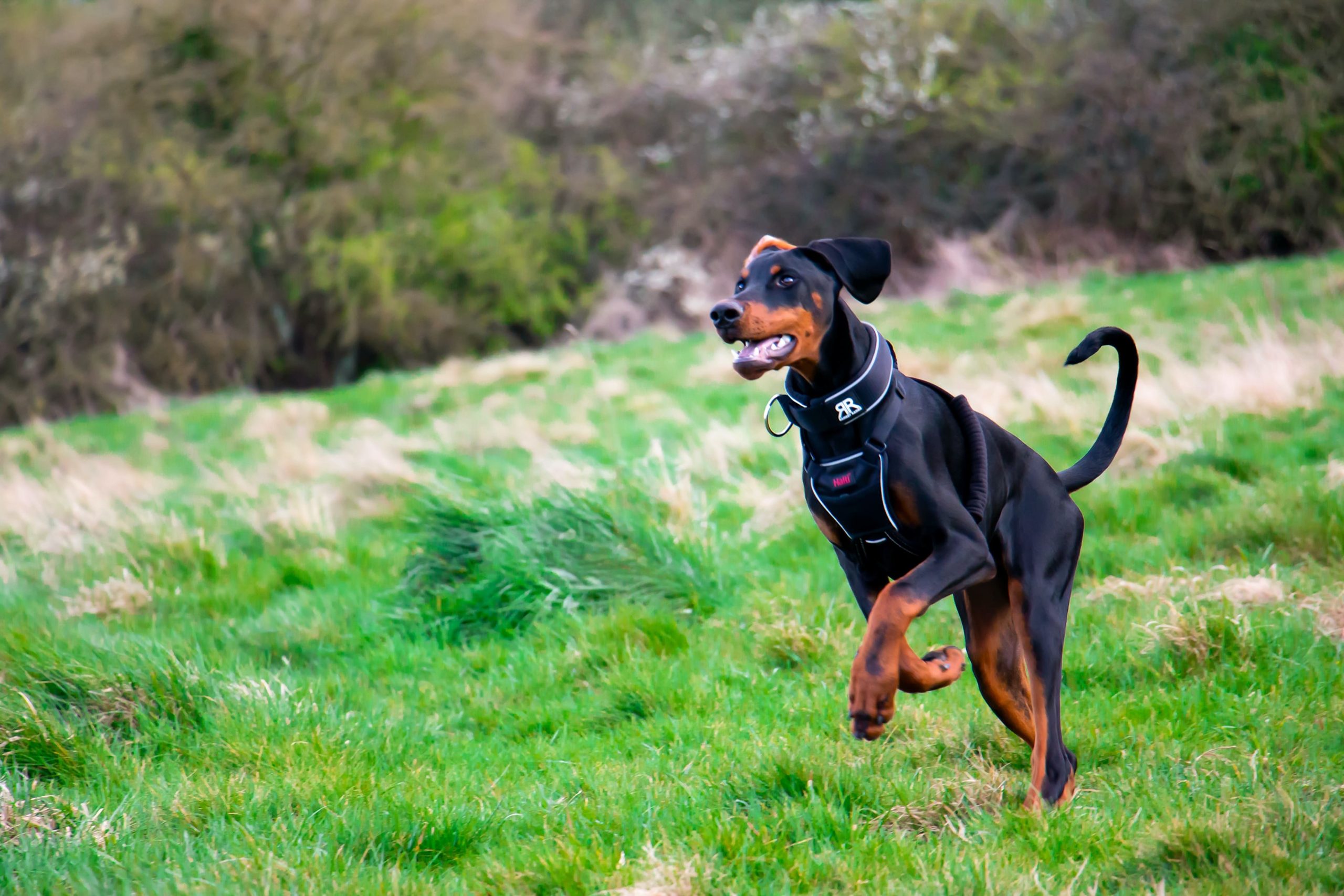 Doberman Running min