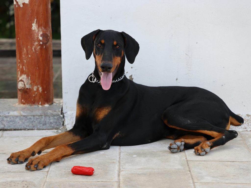 Doberman Sitting