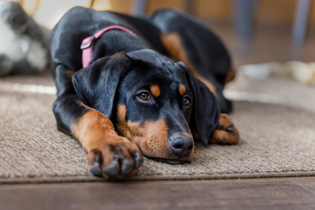 Dobermann pup min