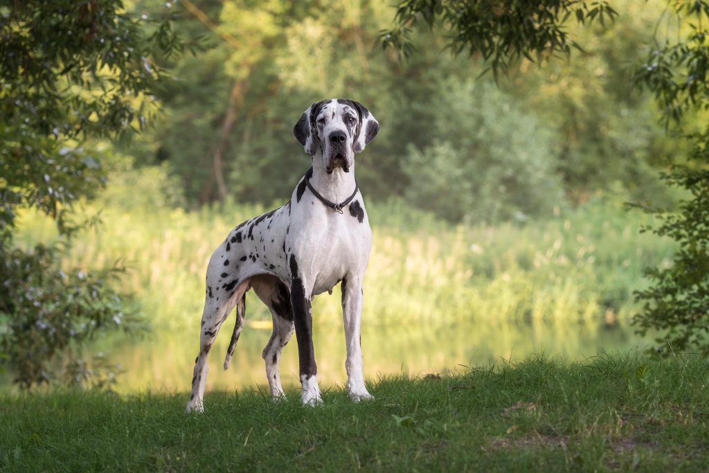 Great Dane by the river