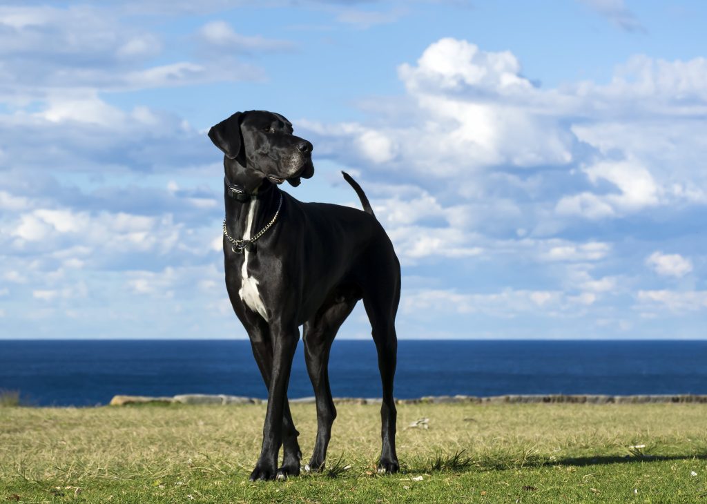 Great Dane by the sea