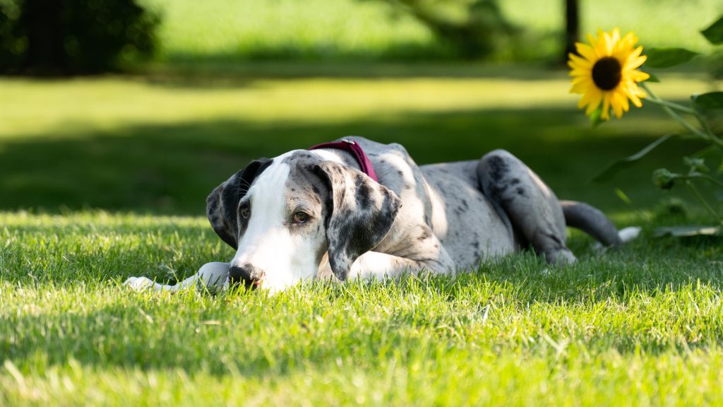 Great Dane puppy