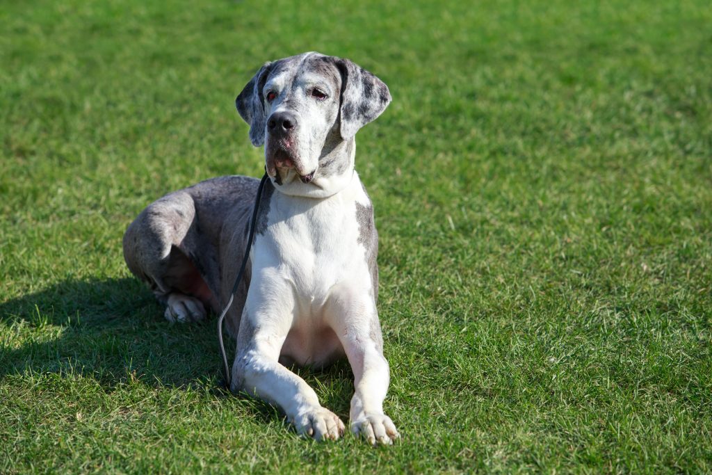 Great Dane relaxing