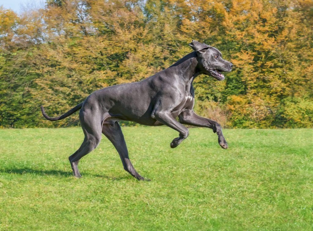 Great Dane running