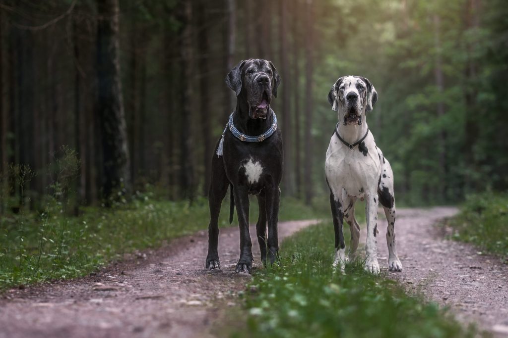 Two Great Dane