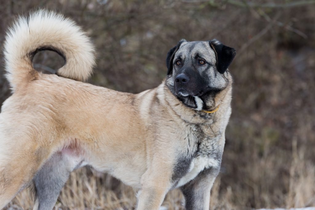 anatolian shepherd