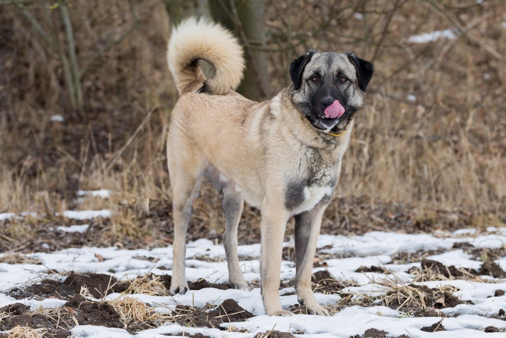 anatolian shepherd in the snow