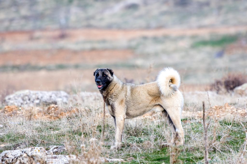 anatolian shepherd in the wild