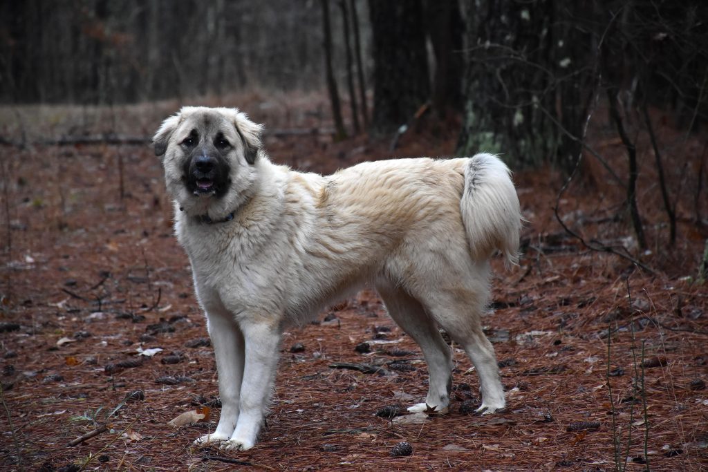 anatolian shepherd in the woods