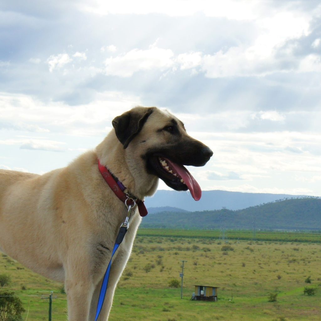 anatolian shepherd on the field mobile