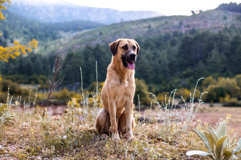 anatolian shepherd portrait