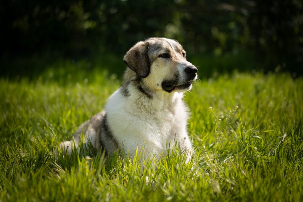 anatolian shepherd relaxing