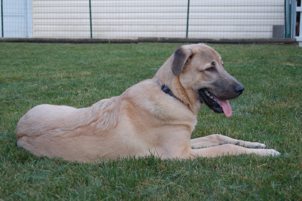 anatolian shepherd resting