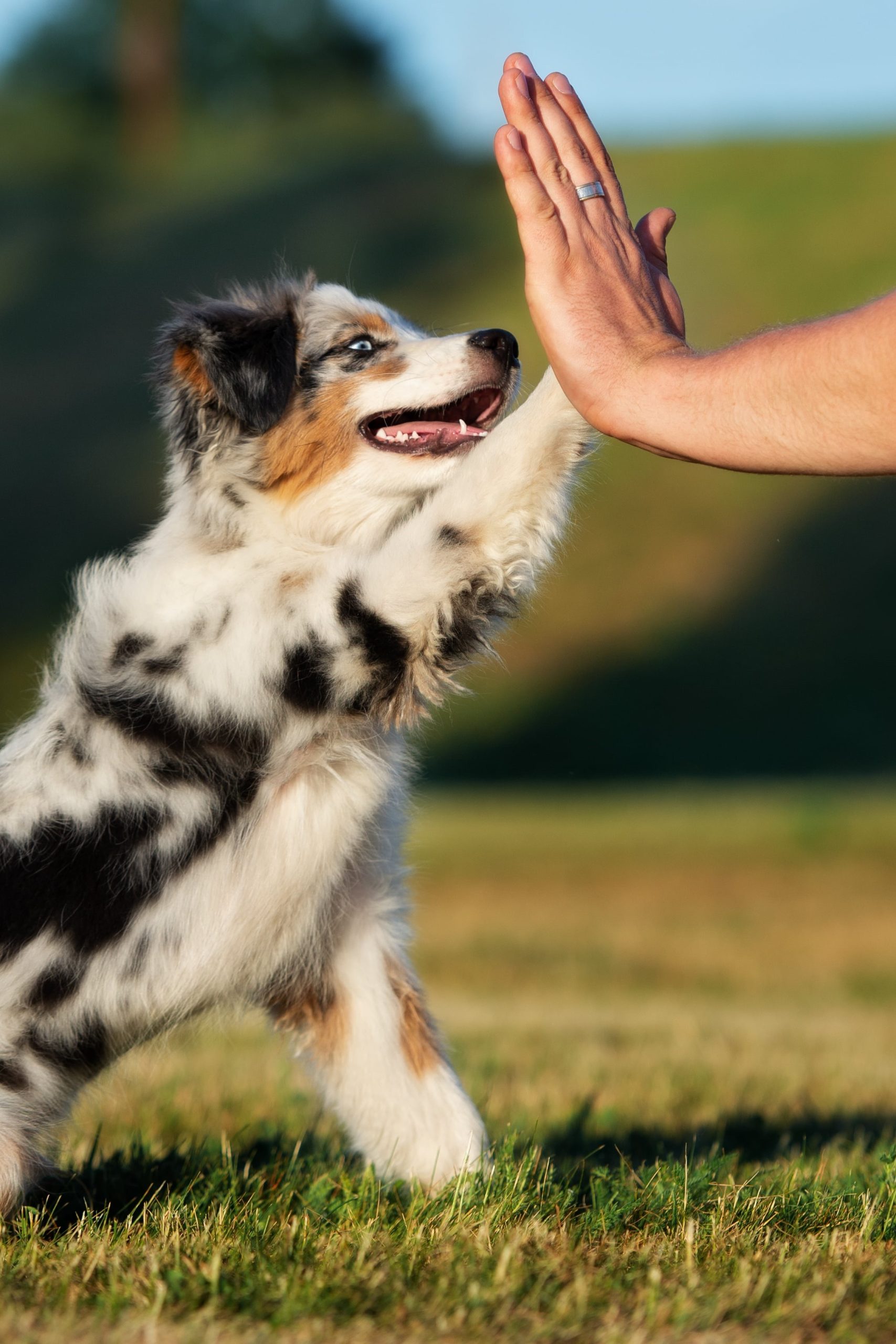 australian shepherd giving high five 2
