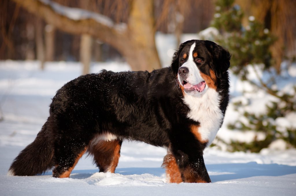 bernese mountain dog in the snow
