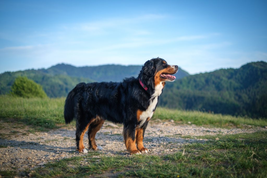 bernese mountain dog in the valley