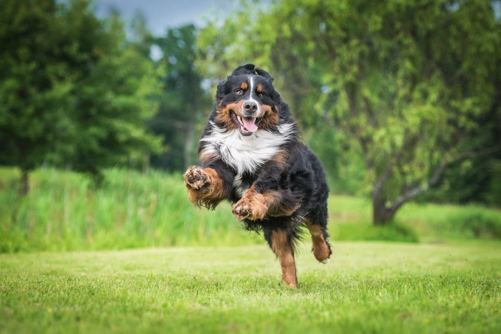 bernese mountain dog running