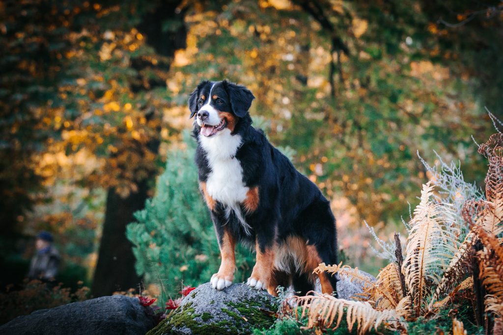bernese mountain dog standing on a rock