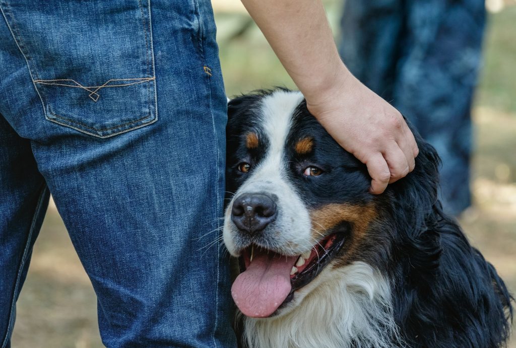 bernese mountain dog with a human