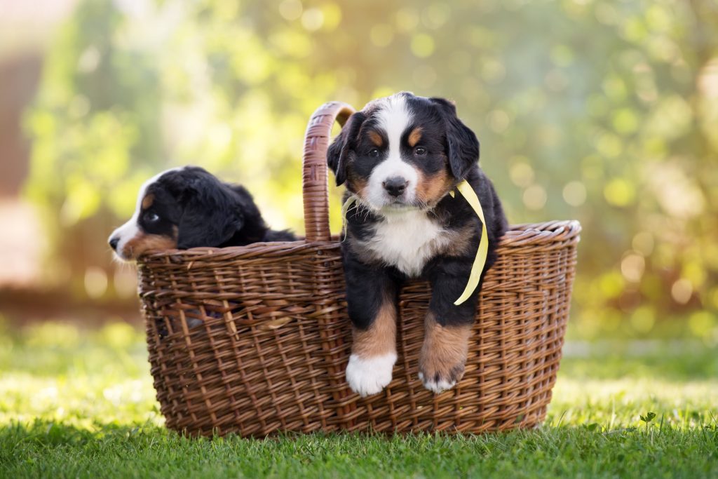 bernese mountain puppies