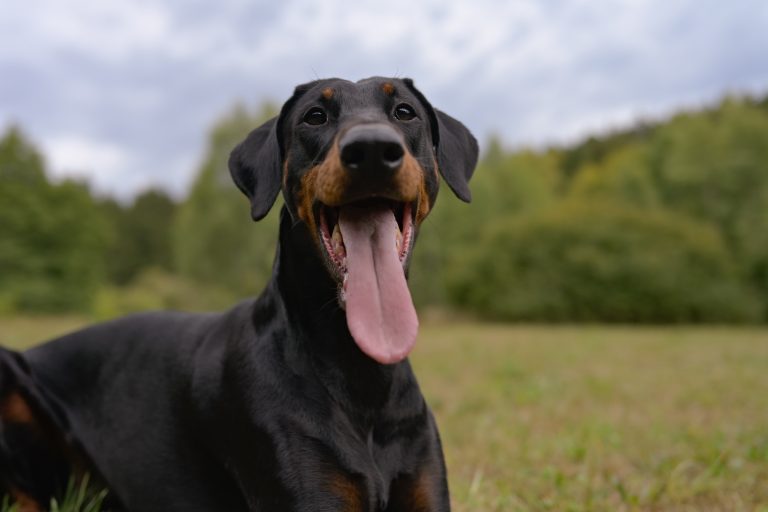 doberman close up