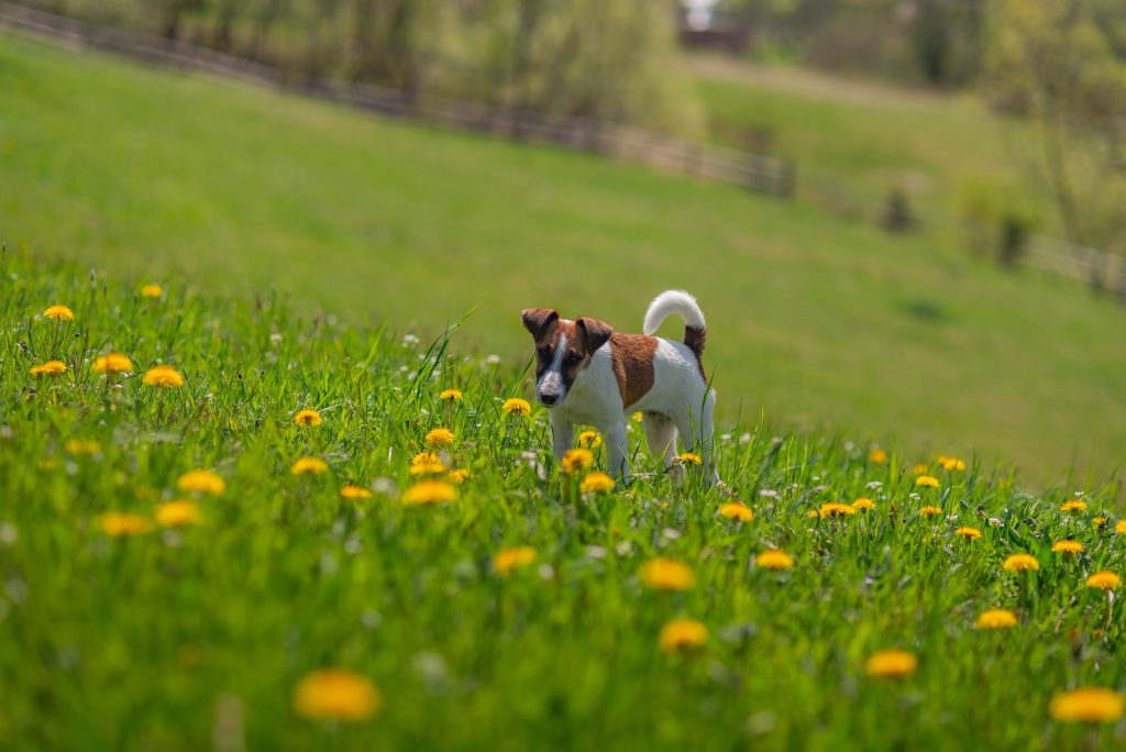 fox terrier in a park