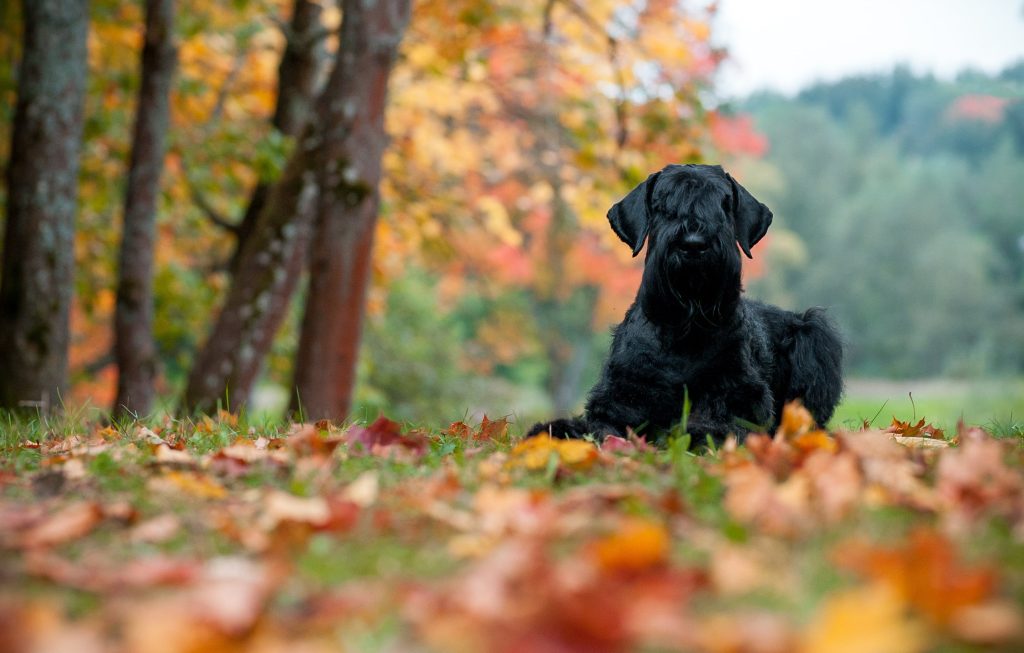 giant schnauzer autumn