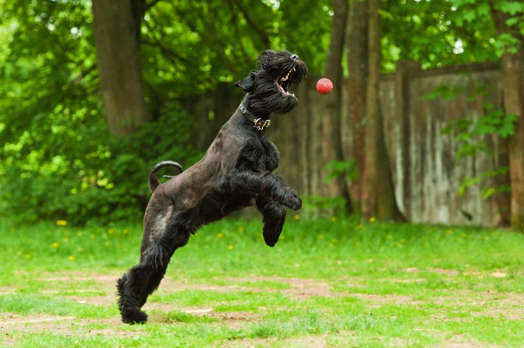 giant schnauzer playing ball