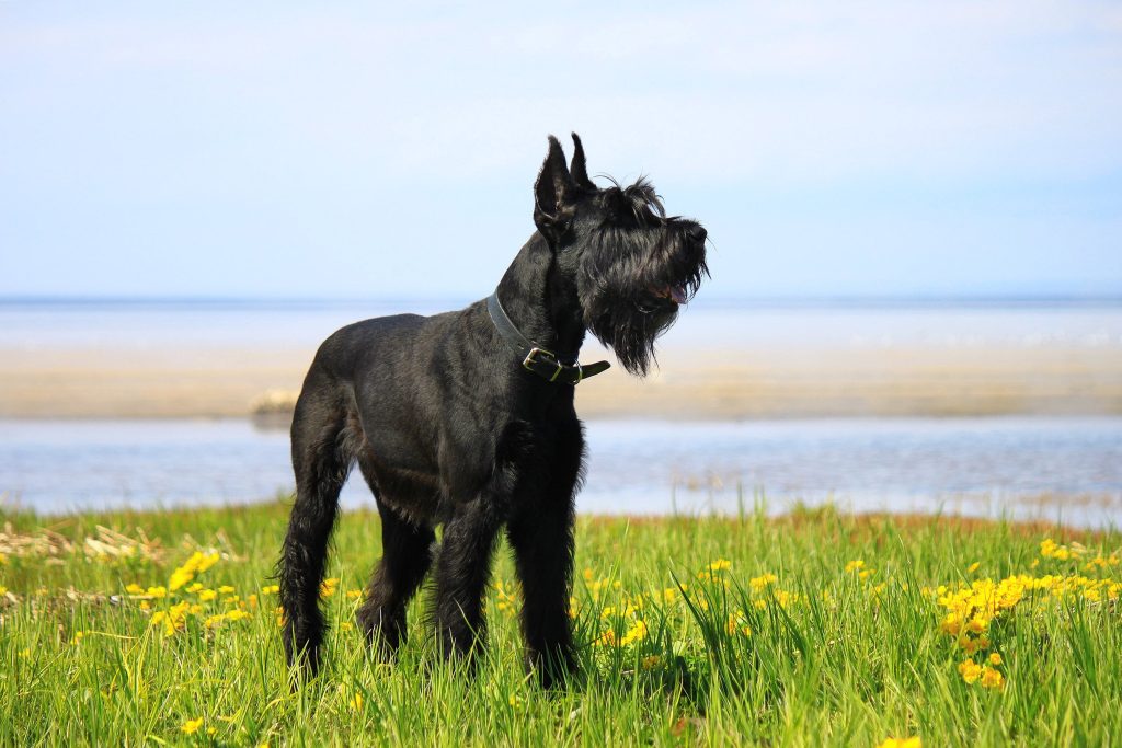 giant schnauzer portrait