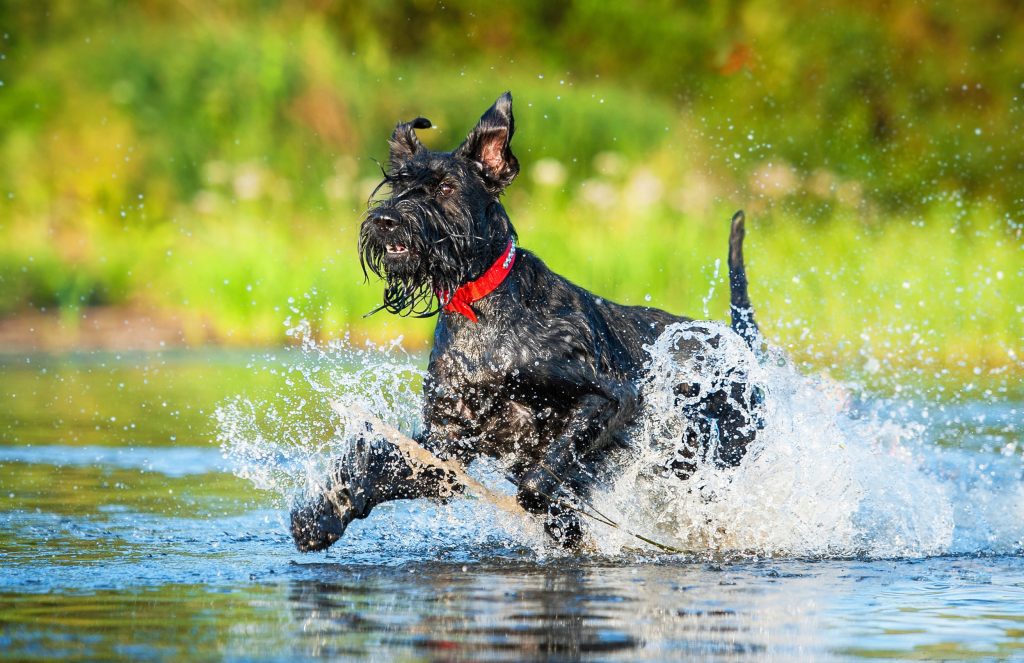 giant schnauzer running