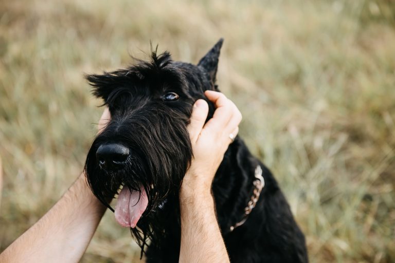 man petting giant schnauzer