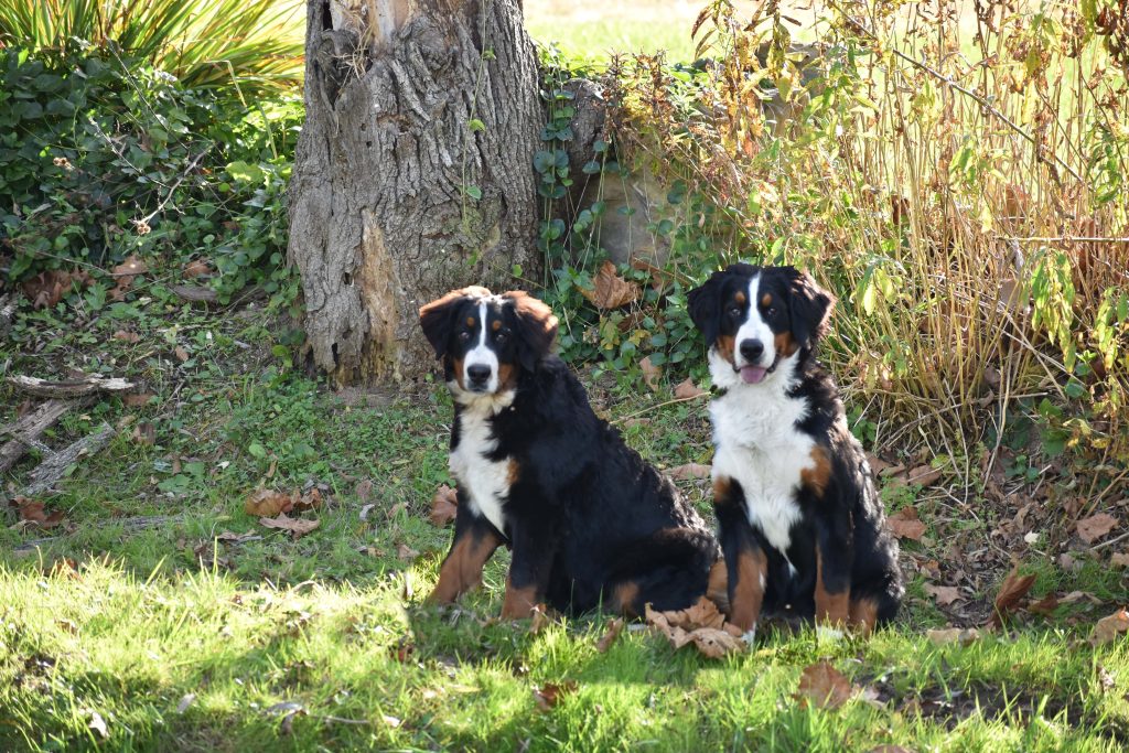 two bernese mountain dog