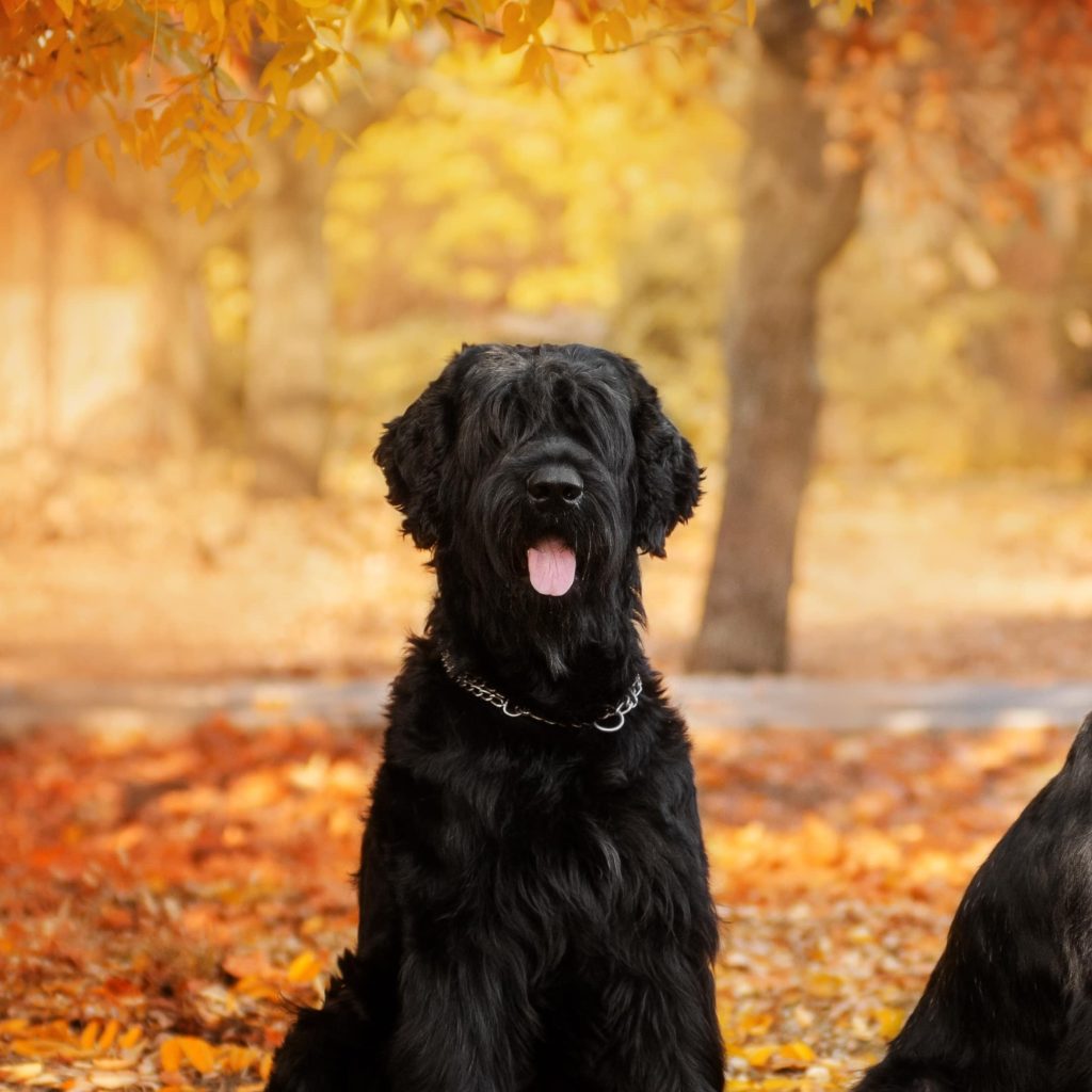 two giant schnauzer mobile