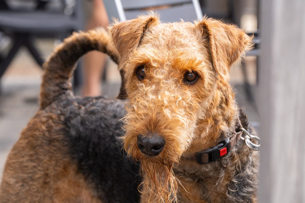 Closeup,Portrait,Of,Airedale,Terrier,Dog