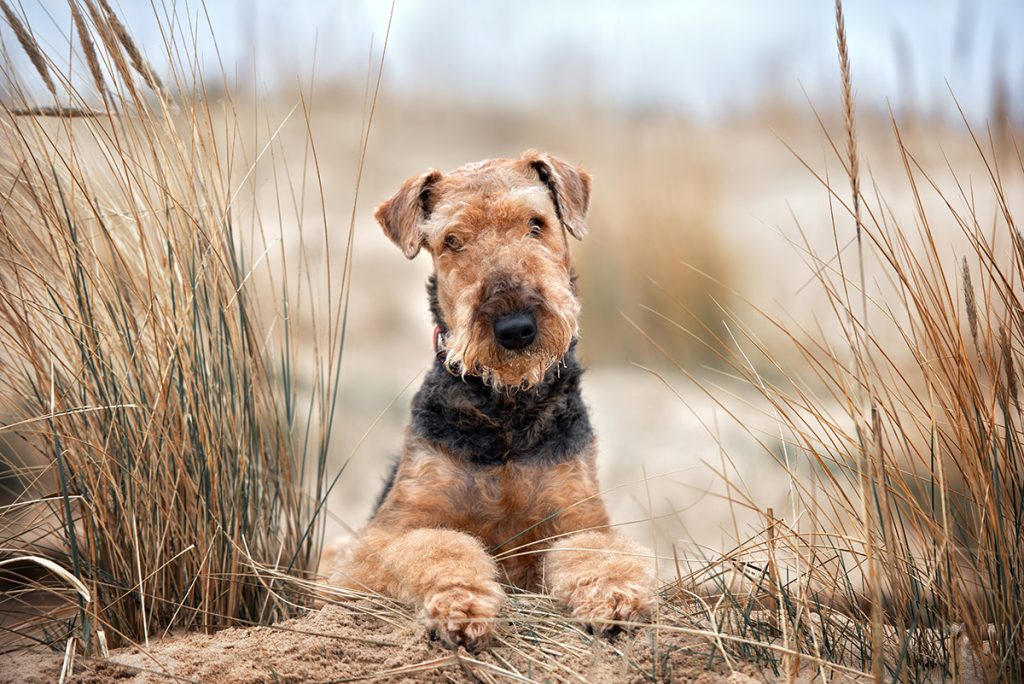 Airedale,Terrier,Dog,Lying,Down,On,The,Beach