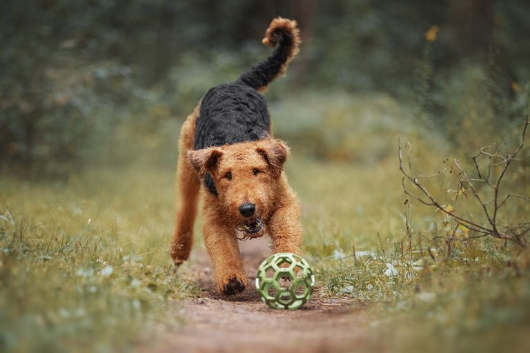 Airedale,Terrier,Dog,Playing,With,A,Toy