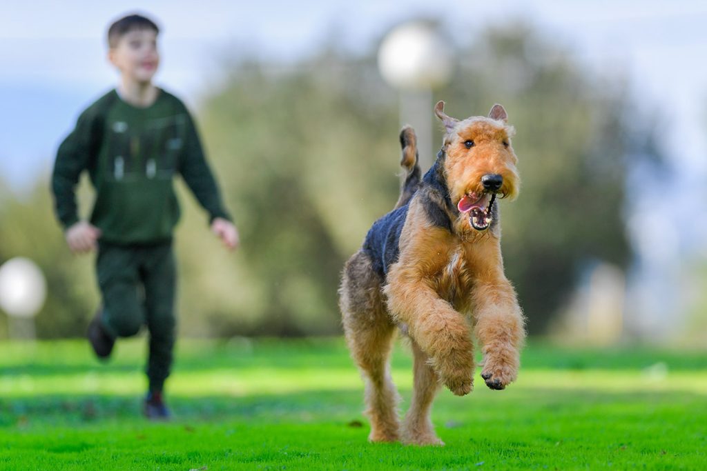 Airedale-Terrier-playing-kid