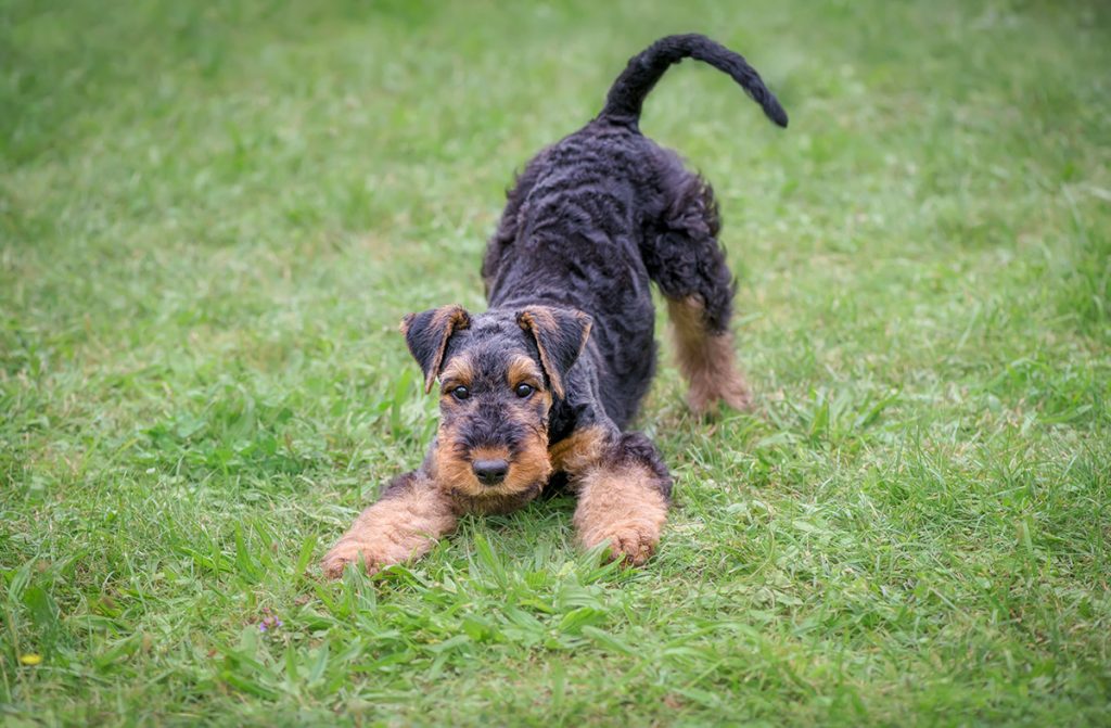 A,Playful,Airedale,Terrier,Puppy,,10,Weeks,Old,,Black,Saddle