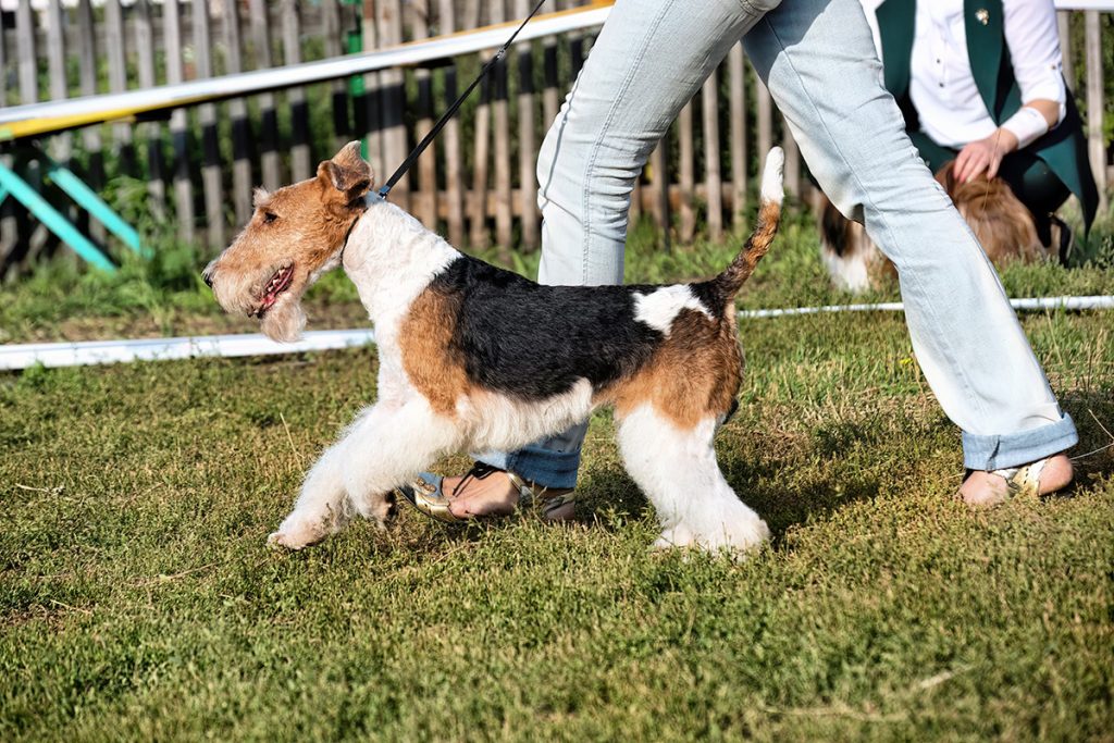 An,Airedale,Terrier,Dog,Walking,Outdoors,In,Summer.