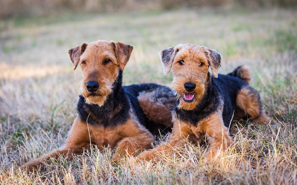Portrait,Of,Two,Nice,Airedale,Terrier,,Also,Called,Bingley,Terrier
