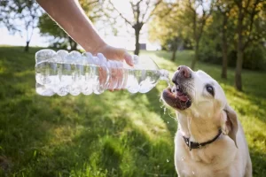 Dog Hydration and gastrointestinal problems 