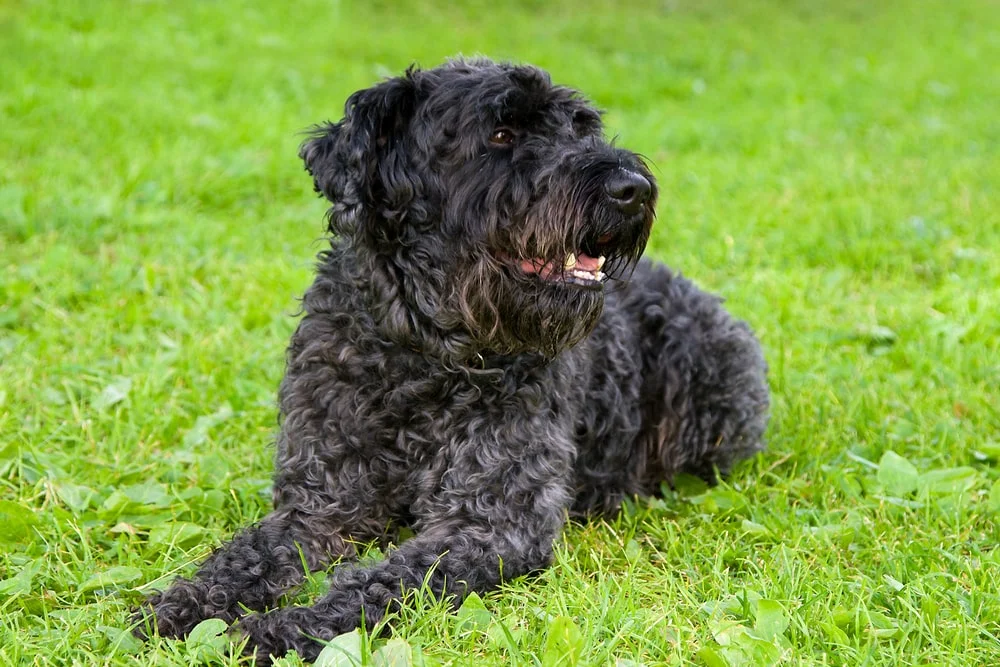 Kerry Blue Terrier 