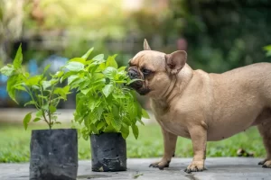 Sick dog eating herbs to sooth stomach min