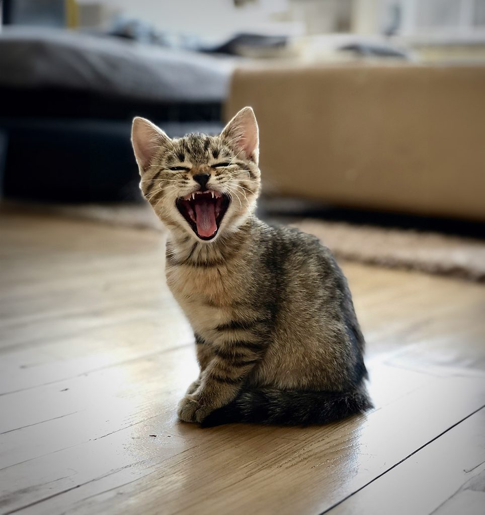 cat insurance