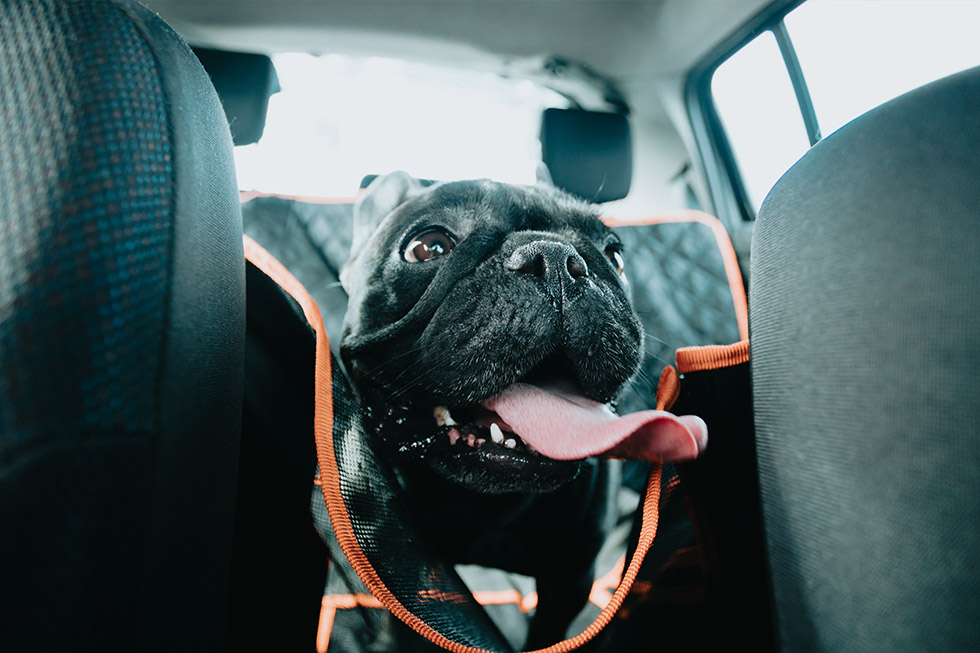 dogs in hot cars